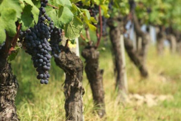 La Strada del Barolo