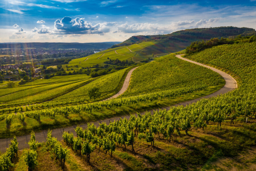 8 Basso Monferrato